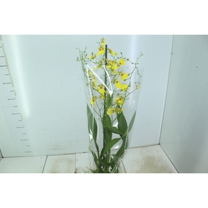 ONCIDIUM ALOHA P15