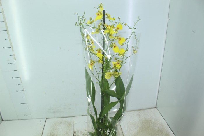<h4>ONCIDIUM ALOHA P15</h4>