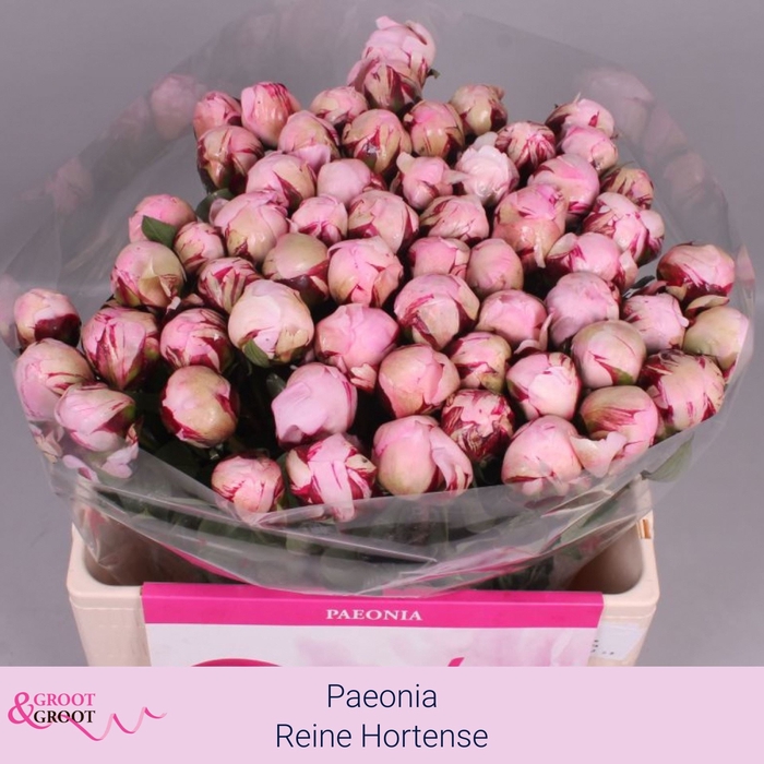 <h4>Paeonia lact. 'Reine Hortense'</h4>