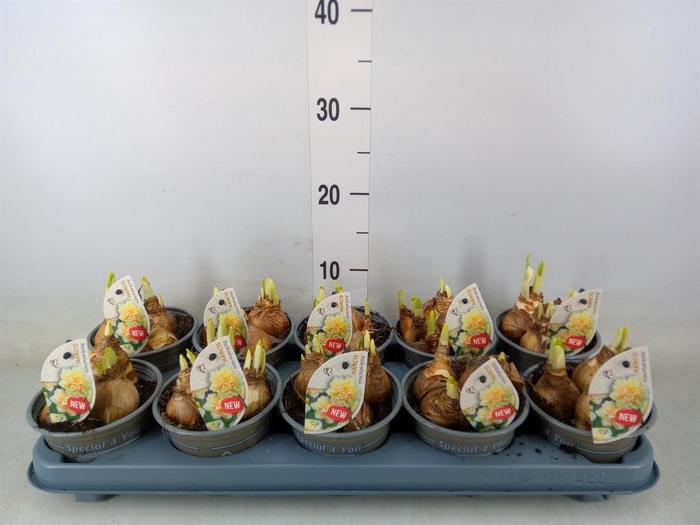 <h4>Narcissus   ...</h4>