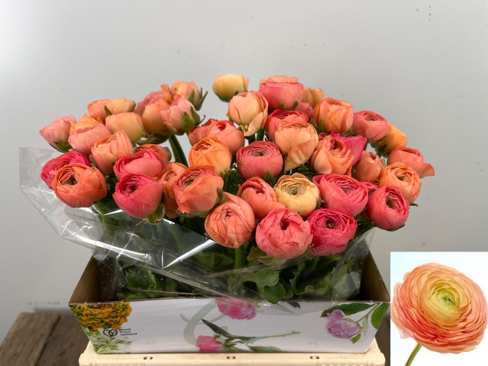 <h4>RAN EL SALMON</h4>