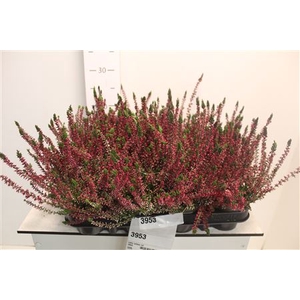 Callu Wibos Rot