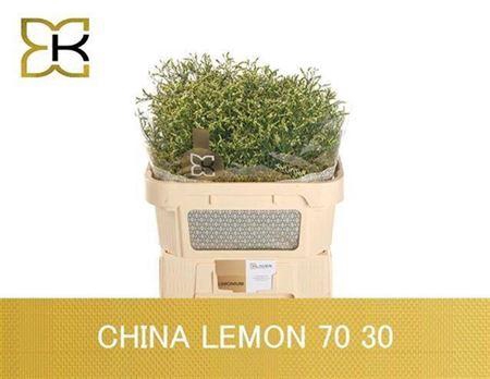 <h4>Lim Sin China Lemon</h4>