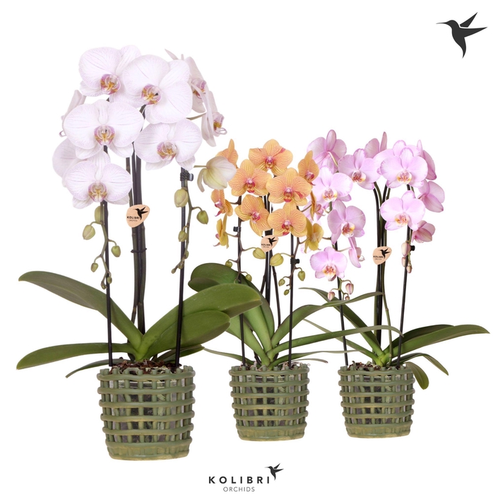 <h4>Kolibri Orchids Phalaenopsis Cascade Niagara Fall mix 2 spike in Mesh pot green</h4>
