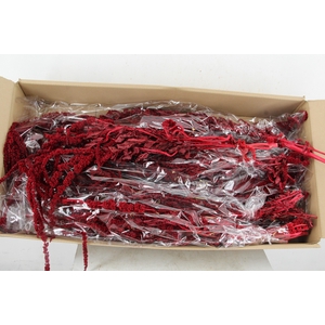 PF Amaranthus Hang Bordeaux Bs