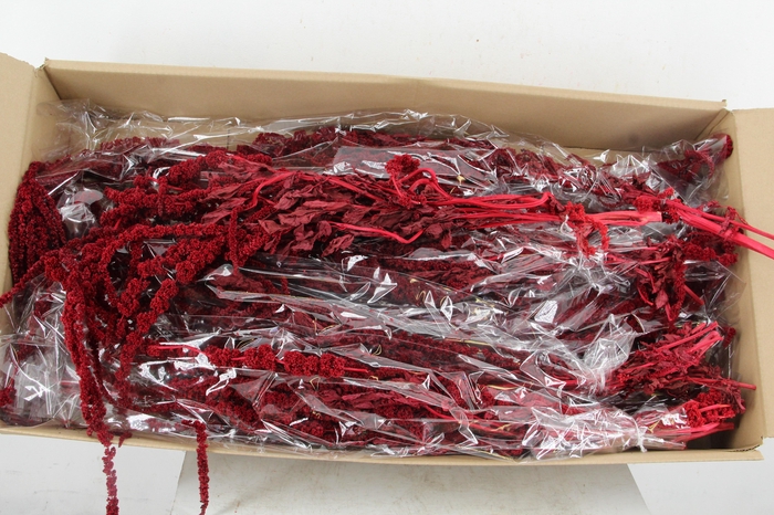 <h4>PF Amaranthus Hang Bordeaux Bs</h4>