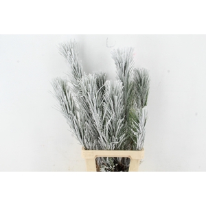 Pinus Nigra Snow 90cm Headbranch per Stem