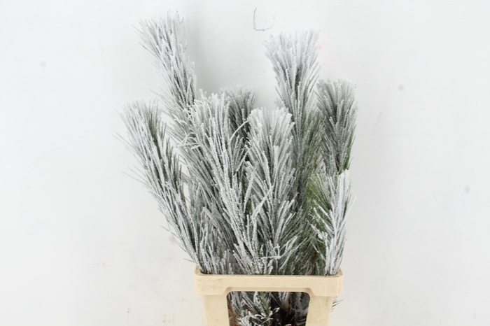 <h4>Pinus Nigra Snow 90cm Headbranch per Stem</h4>