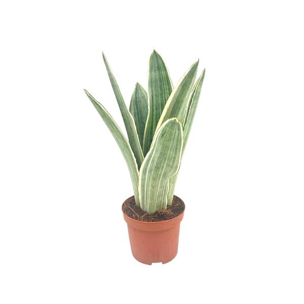 <h4>Sansevieria metallica 9 cm</h4>