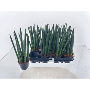 SANSEV CYLINDRICA OV