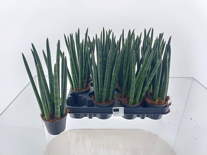 <h4>SANSEV CYLINDRICA OV</h4>