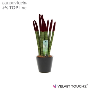 Sansevieria VELVET TOUCHZ® Bordeaux In keramiek R'dam