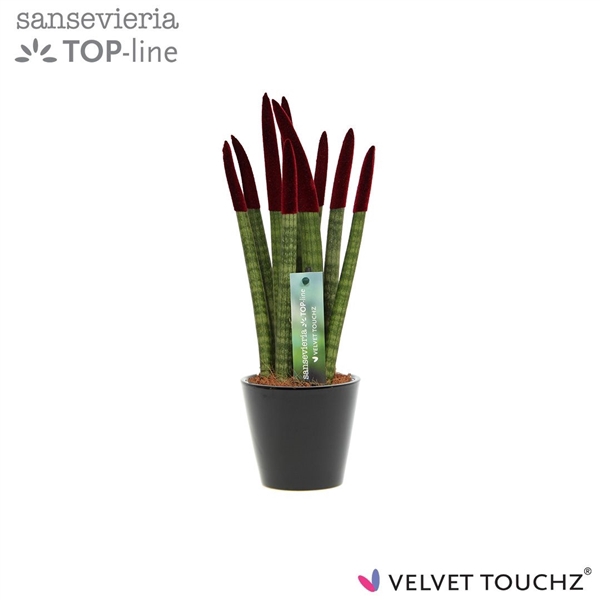 <h4>Sansevieria VELVET TOUCHZ® Bordeaux In keramiek R'dam</h4>