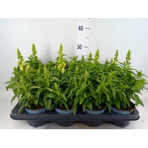 Antirrhinum majus   ...