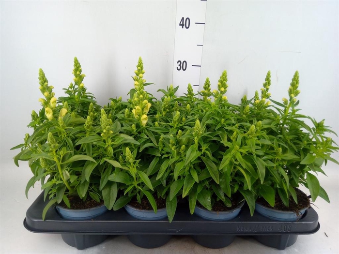 <h4>Antirrhinum majus   ...</h4>
