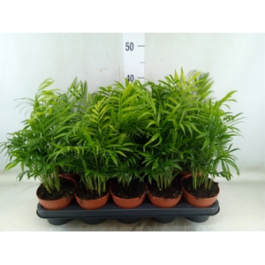 Chamaedorea elegans