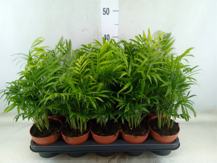 <h4>Chamaedorea elegans</h4>