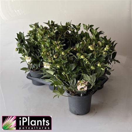 <h4>Hell Jwls Winterbell 20+</h4>