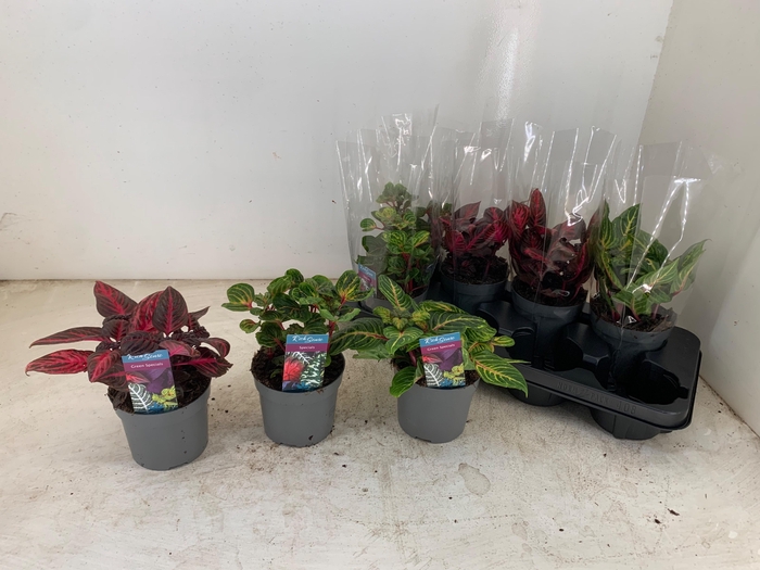 <h4>IRESINE HERBSTII</h4>