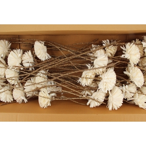 Stick Shola Zinnia Ø 12Natural