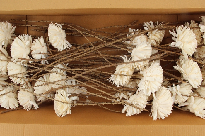 <h4>Stick Shola Zinnia Ø 12Natural</h4>