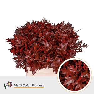Leaf quercus (eik) paint palustris red