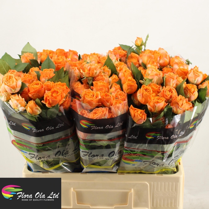 <h4>R TR CORAL BUBBLES</h4>