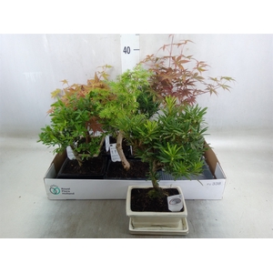 Bonsai   ...mix
