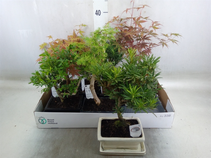 <h4>Bonsai   ...mix</h4>