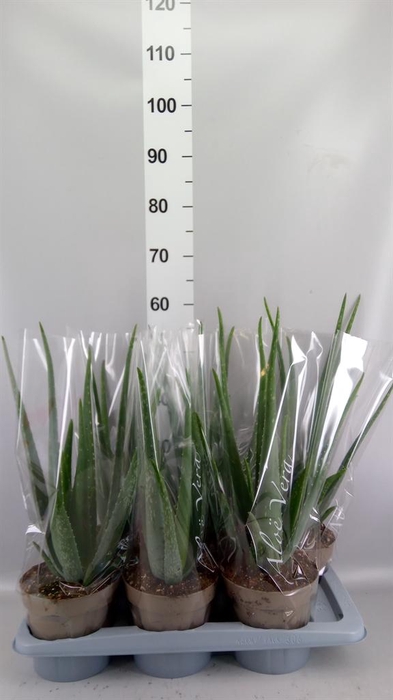 <h4>Aloe vera</h4>