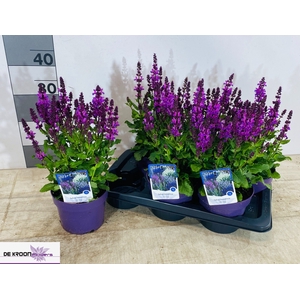 SALVIA S ROSE MARVEL