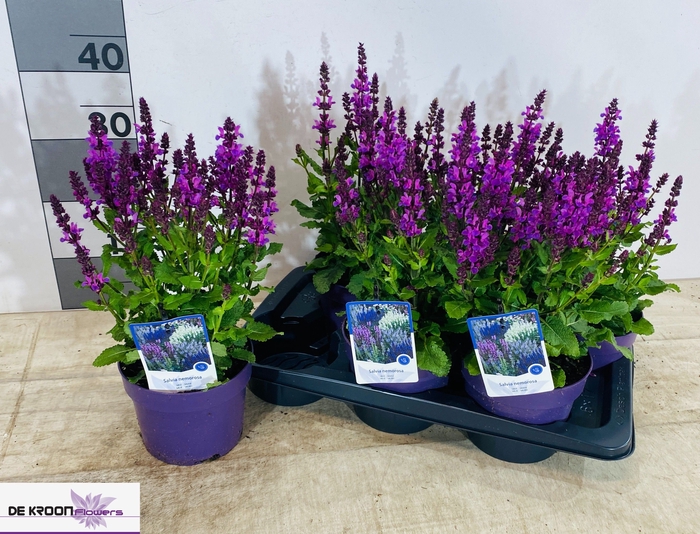 <h4>SALVIA S ROSE MARVEL</h4>