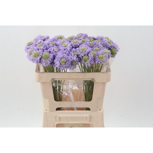 SCABIOSA ATROP. 'LAVENDER SCOOP'