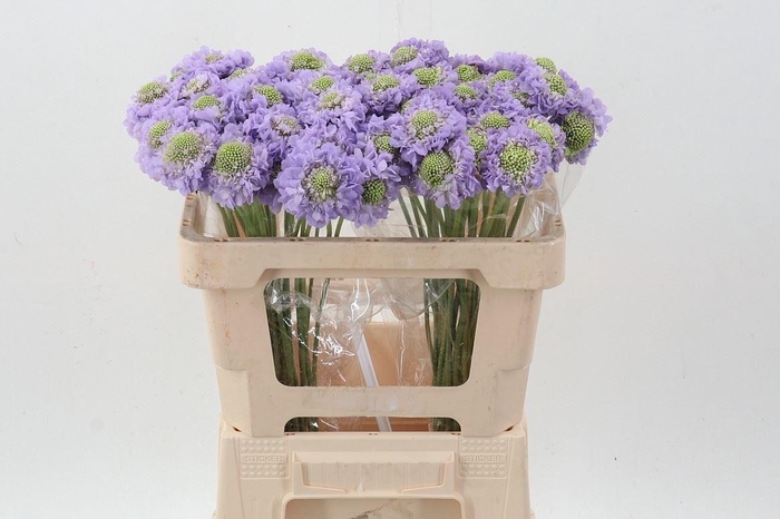 <h4>SCABIOSA ATROP. 'LAVENDER SCOOP'</h4>