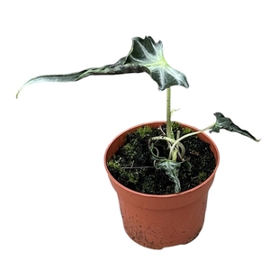 Alocasia Loco