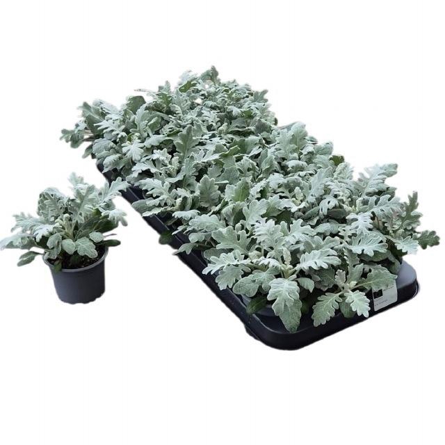 <h4>JACOBAEA MARITIMA</h4>