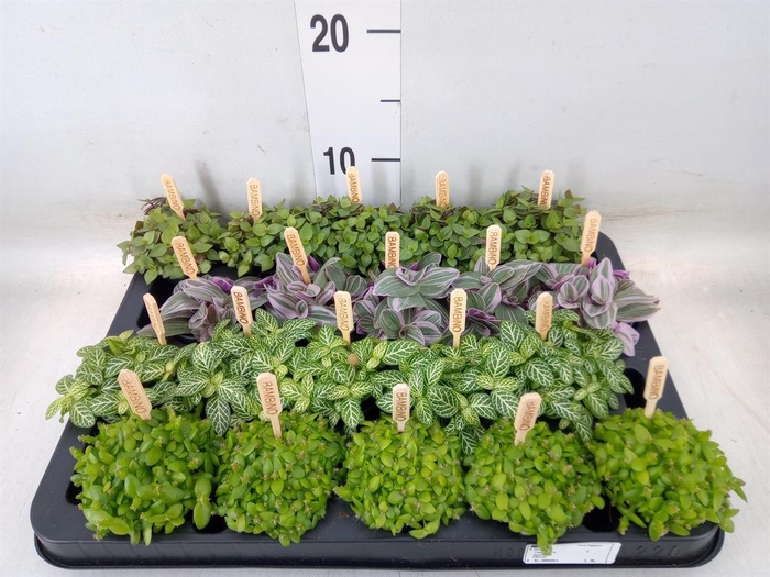 <h4>Planten  ..mix</h4>