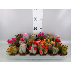 Cactus ...decorated