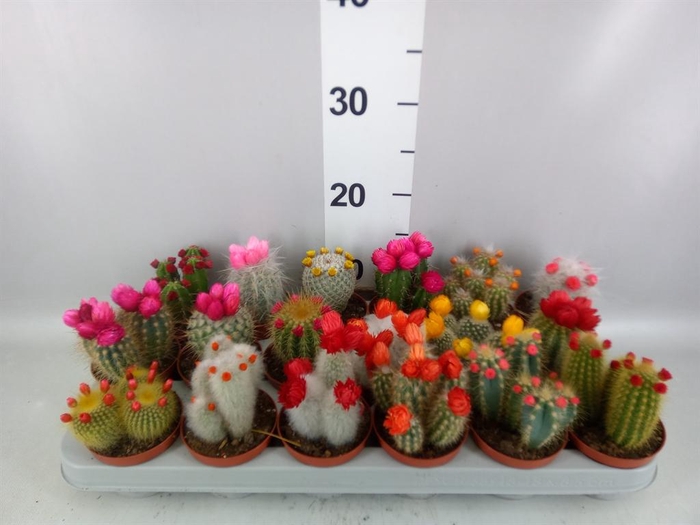 <h4>Cactus   ...decorated</h4>