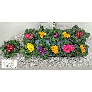 PRIM AC PARADISO GEM