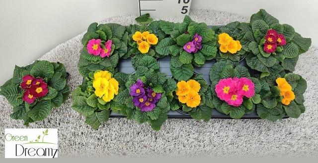 <h4>PRIM AC PARADISO GEM</h4>