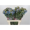 Oxypetalum Tweedia Blue