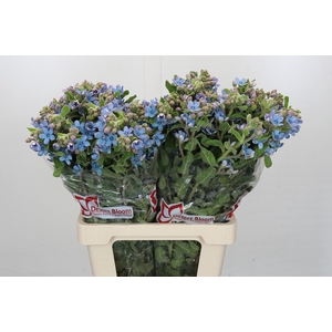 Oxypetalum Tweedia Blue