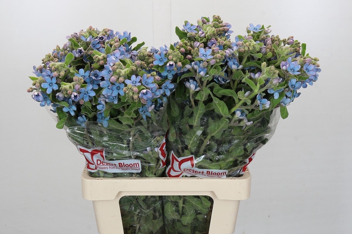 <h4>Oxypetalum Tweedia Blue</h4>