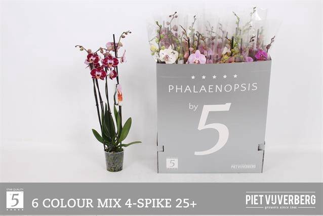 <h4>PHAL GEM 6 KL</h4>