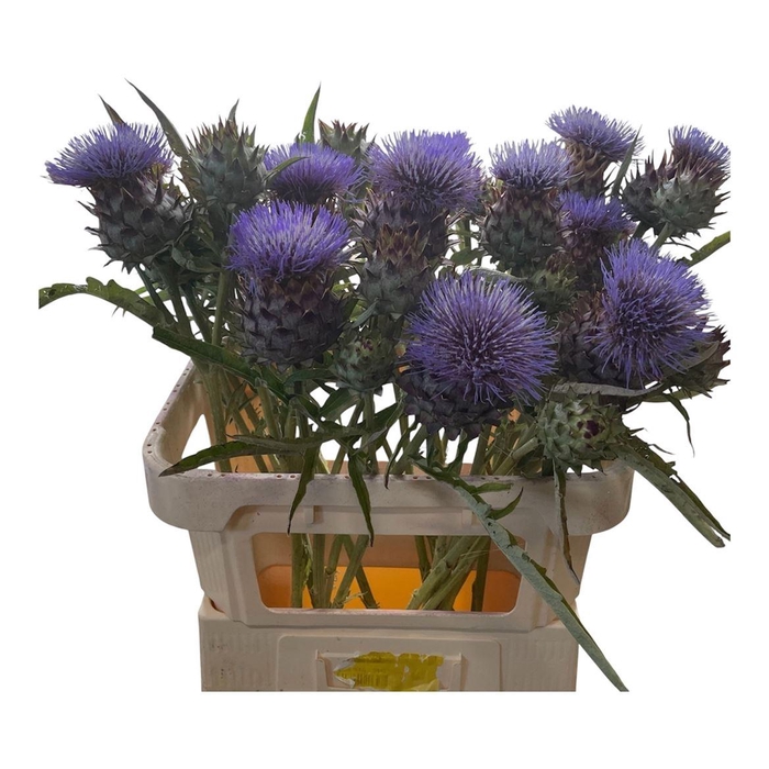 <h4>Cynara Cardunculus</h4>