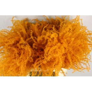DF Miscanthus Paint Orange