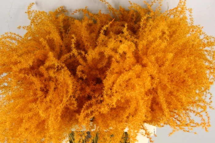 <h4>DF Miscanthus Paint Orange</h4>