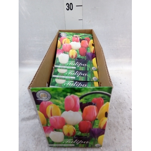 Tulipa   ...flowerbulbs