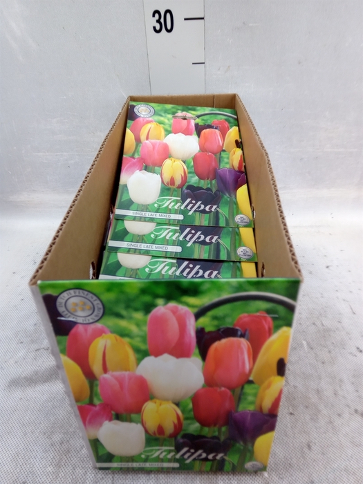 <h4>Tulipa   ...flowerbulbs</h4>